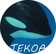 TEKOA.JPG