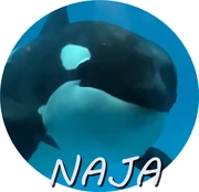 NAJA.png