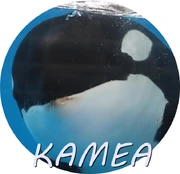 KAMEA.jpg