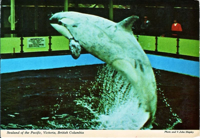 Chimo Orca tank Wiki Fandom