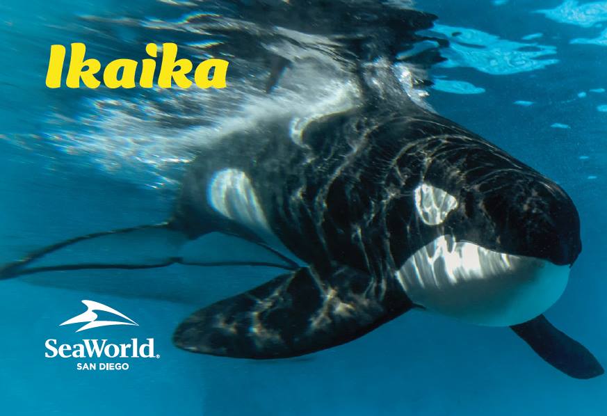 Ikaika, Orca tank Wiki