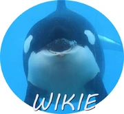 WIKIE.jpg