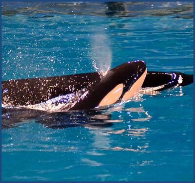 Takara's calf