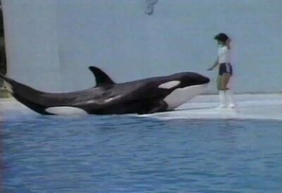 Keiko 850036824.jpg