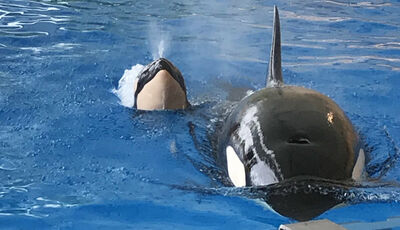 Morgan calf 1