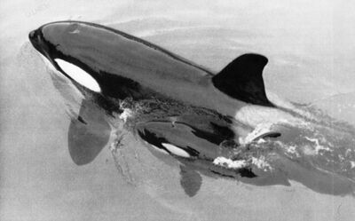 Kenau and Baby Shamu 2. (Sourced from Orca Home