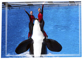 Pic-show-orca2.jpg