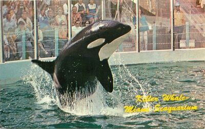 Miami seaquarium 498035