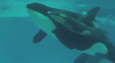 Kasatka and Makani