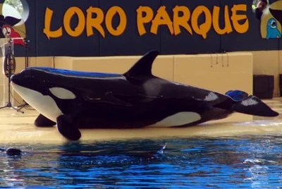 Loroparque5