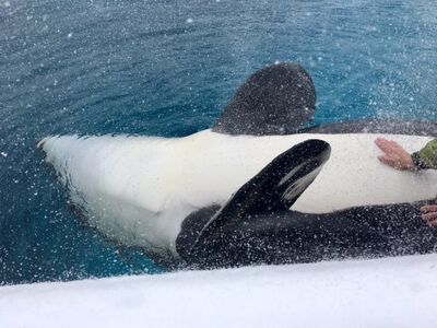 Kiska 836478.jpg