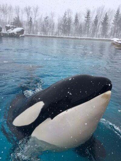 Kiska 8734.jpg