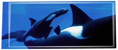 Masthead-killer-whale-01