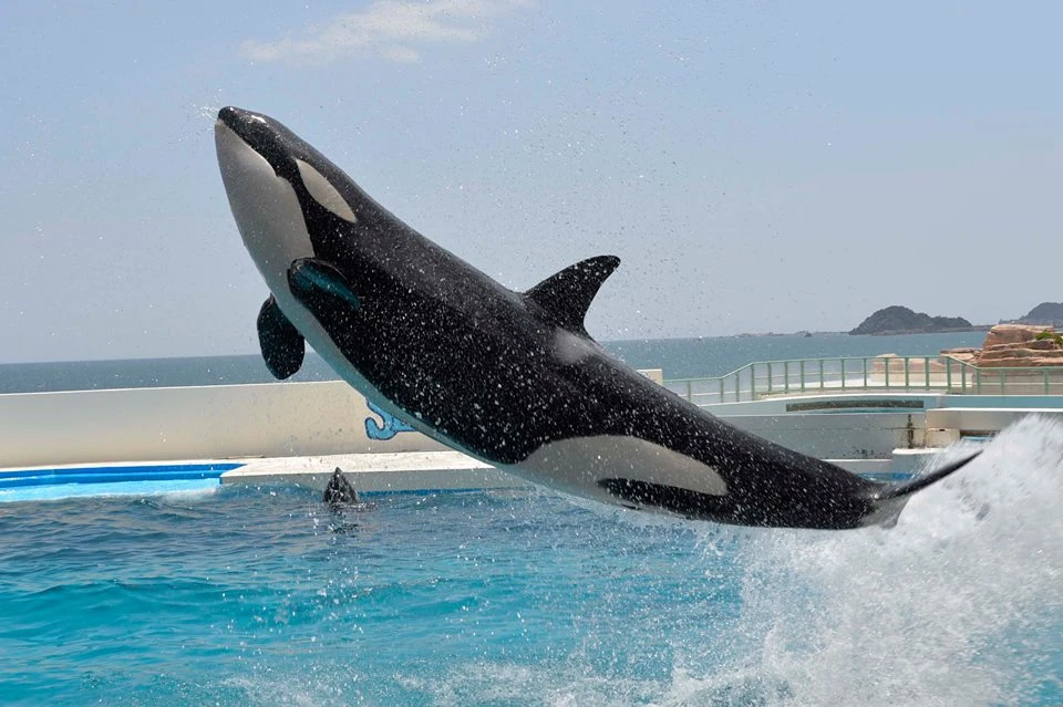 CategoryLara Orca Pod Wiki Fandom