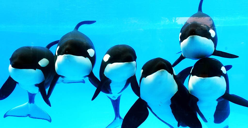 orca pod