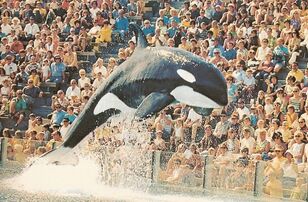 Shamu