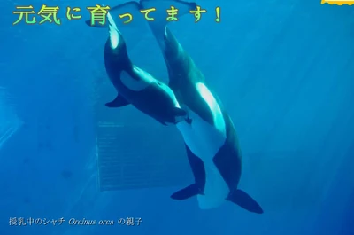 Stella nursing Lynn.