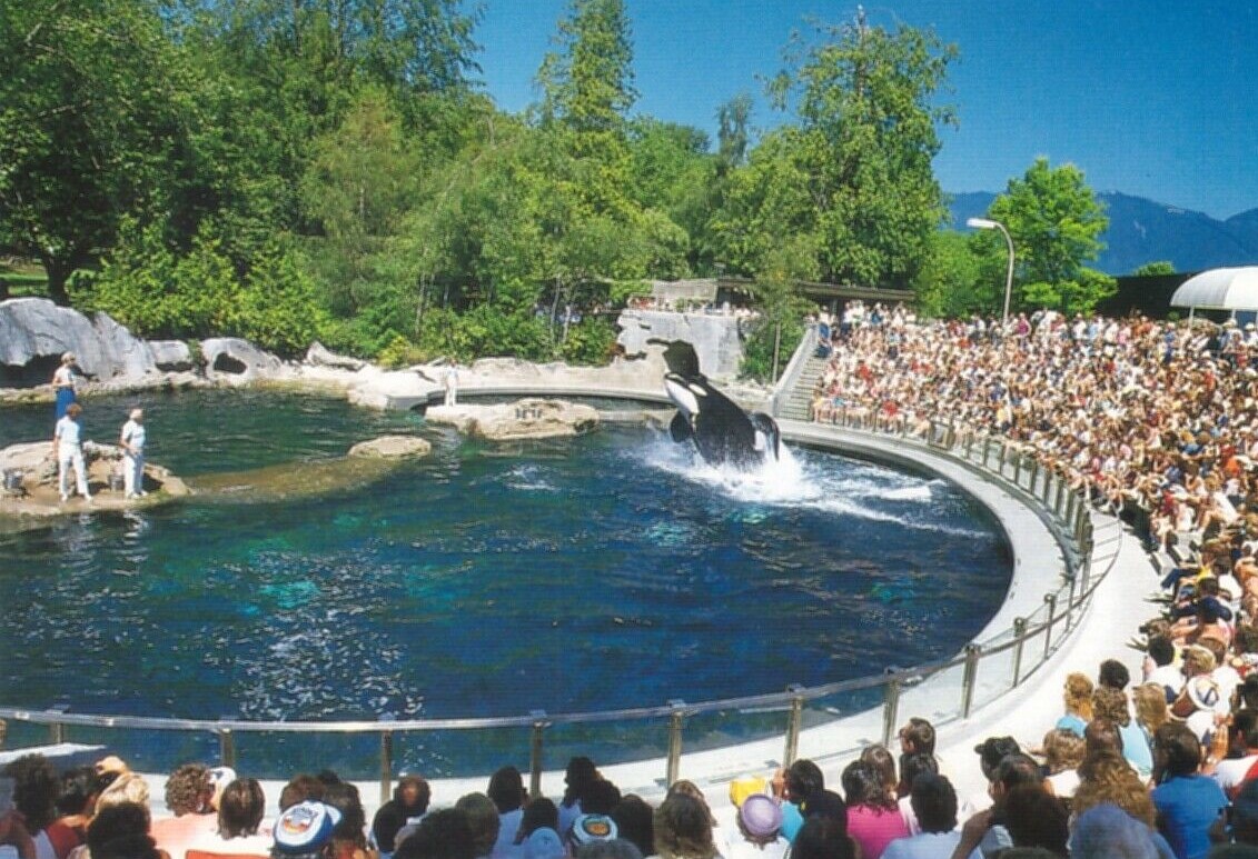 Vancouver Aquarium beluga on 'breeding loan' to Florida SeaWorld