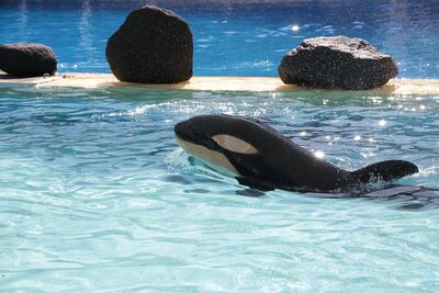 Morgan calf 2.jpg