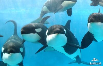 Killerwhales 1024x768