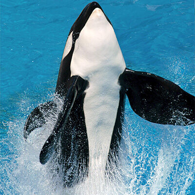Cfe491cef9274ca8a928e854046854a6 pic-sw-killer-whale-physical-char-05--400x400.jpg