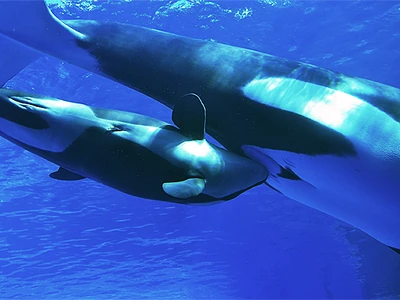 Lynn Nursing From Stella