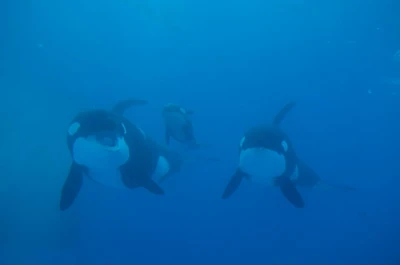 Stella, Lynn and Ran