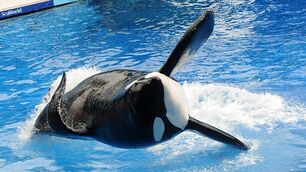 Gty tilikum seaworld ll 110330 wg