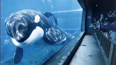 Keiko 598046.jpg