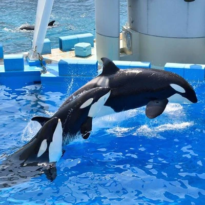 Ran 2, Lynn and Stella