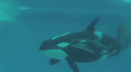 Kasatka and Makani