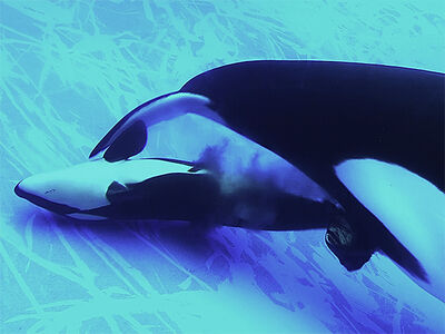 Stella Giving Birth to Lynn