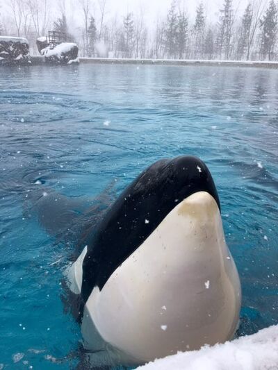 Kiska 875.jpg