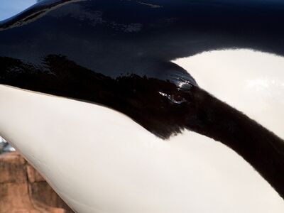 8fb3568c59cc452b896e386f024bf61e killerwhale6 460x345 (2).jpg
