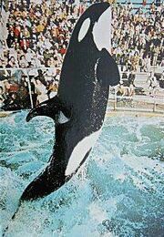 Shamu 2