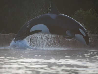 4a6ed0a26dcc4779a4cd70108c4f29a4 killerwhale4 460x345 (2).jpg
