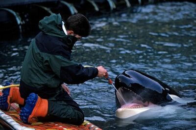 Keiko killing keiko.jpg