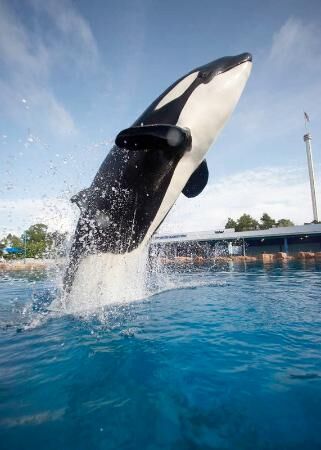 Sea-world-shamu.jpg