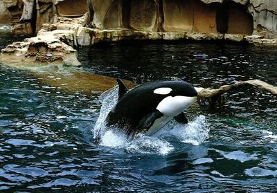 Vancouver aquarium 2585.jpg