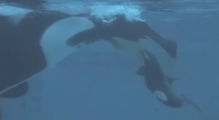 Kasatka and Makani