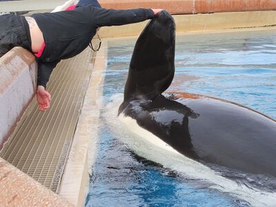 Kiska 8487.jpg