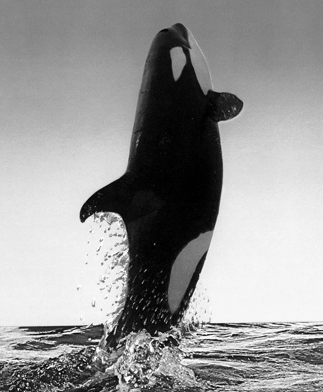 Category:Chappy | Orca Pod Wiki | Fandom