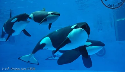 Ran, Lynn, Stella and Bingo