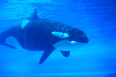 Kiska 835.jpg