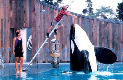 Keiko 5084064.jpg