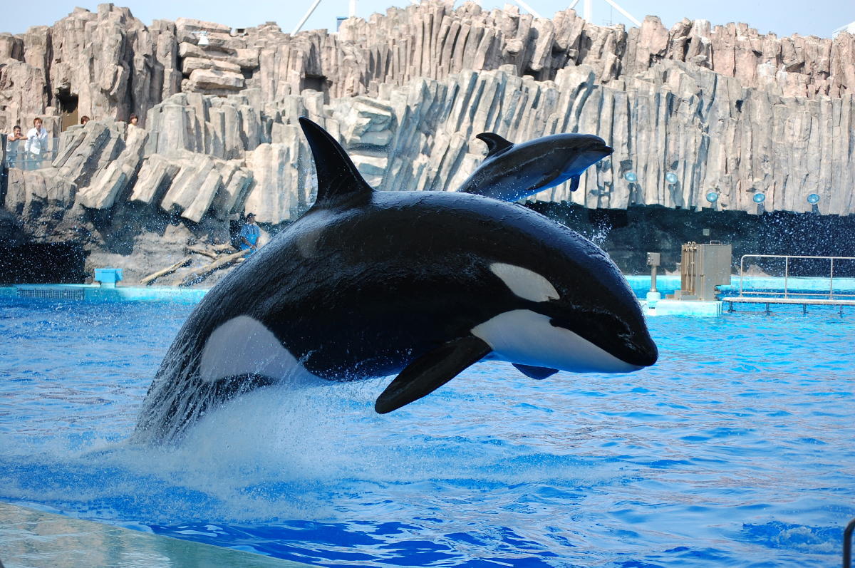 Category Ku Orca Pod Wiki Fandom Category Ku Orca Pod Wiki Fandom