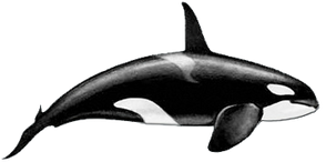 Killer-whale-male