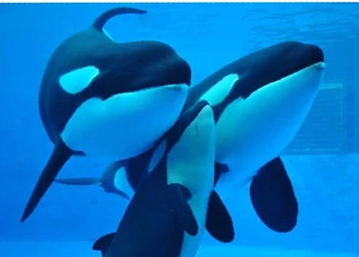 Stella, Lynn and Ran