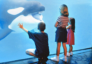 San-antonio-seaworld-whale.jpg