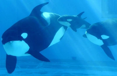 Stella, Lynn and Ran